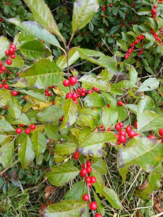 Houx verticillé 5