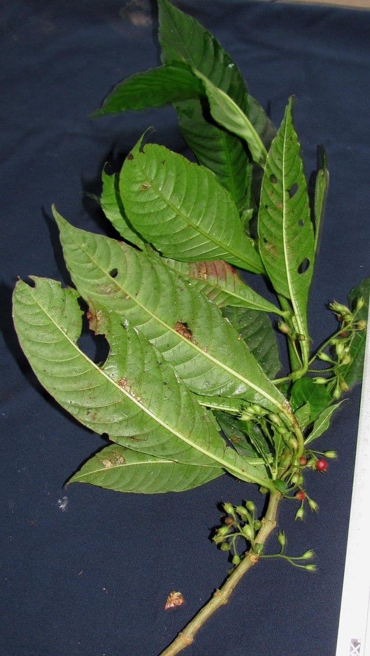 Hoffmannia 6
