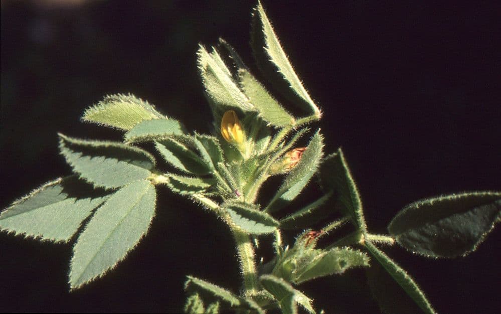 Erba medica orbicolare 6