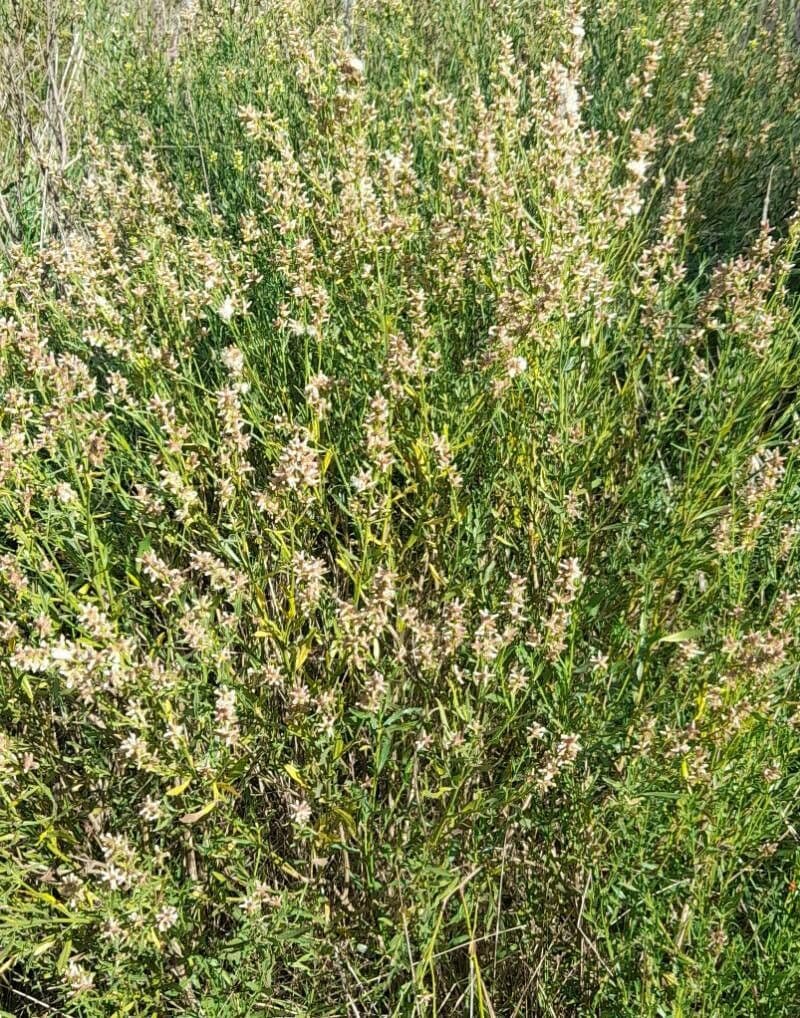 Baccharis 12