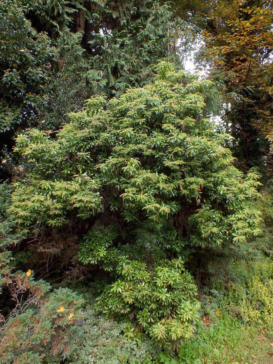 Pieris 5