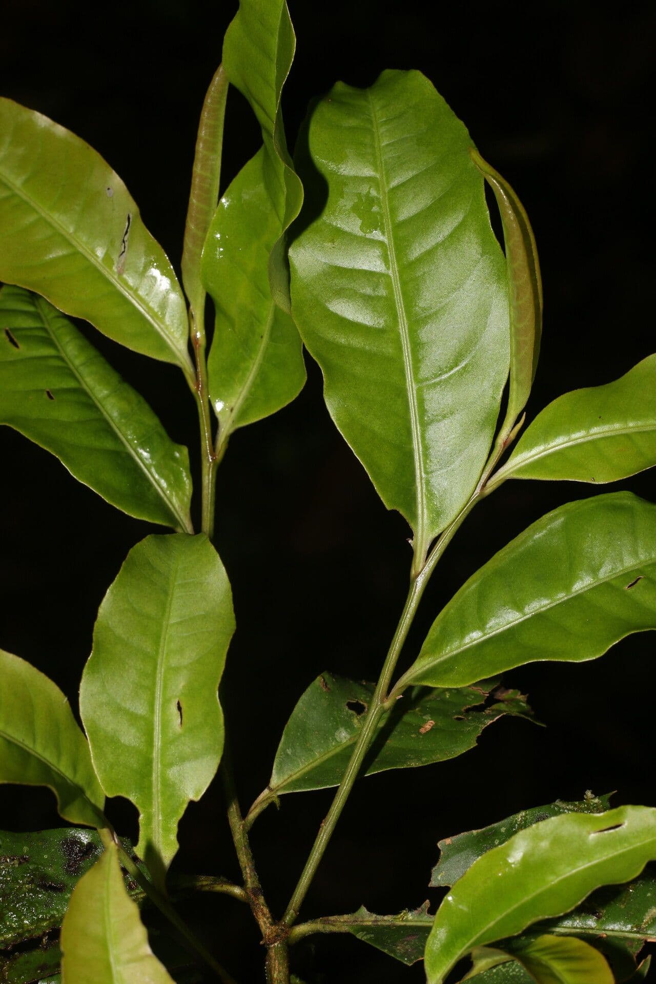 Ardisia de Guyane 11