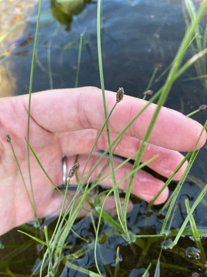 Eleocharis ovata 17