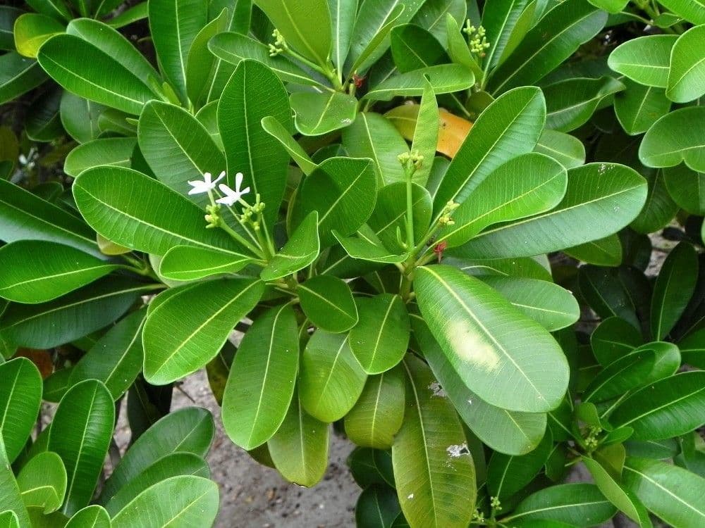 Ochrosia eliptická 15