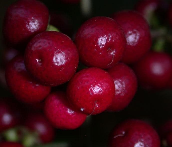 Ardisia 2