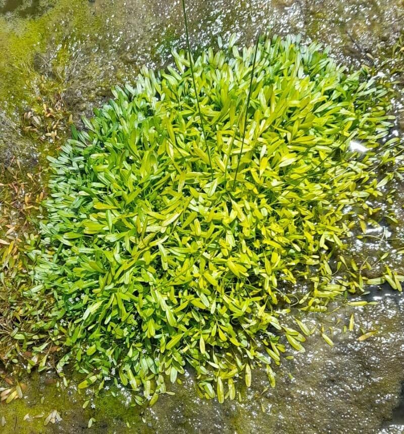 Limosella australe 5