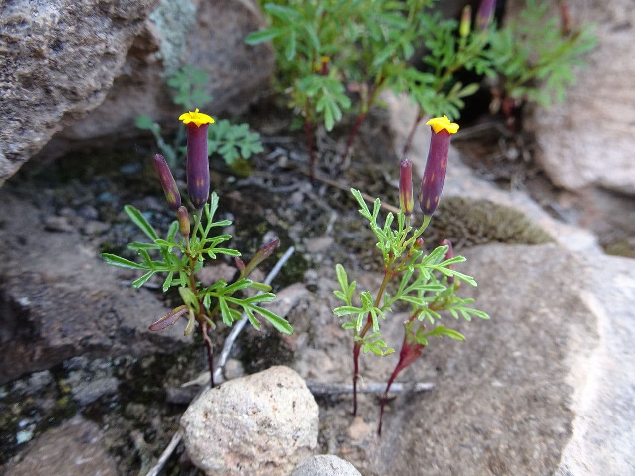 Cempasúchil multiflora 8