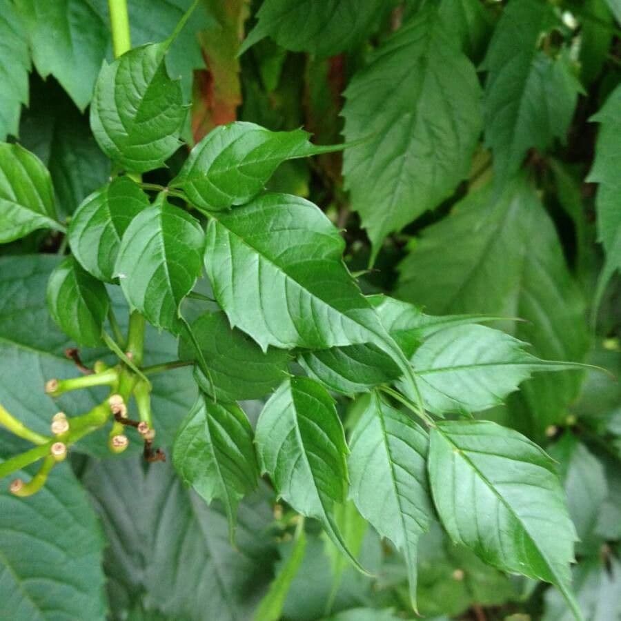 Bignonia cinese 17
