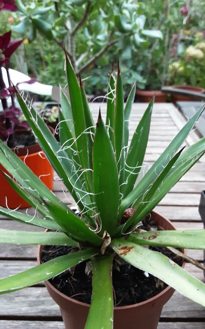 Agave filifera 16