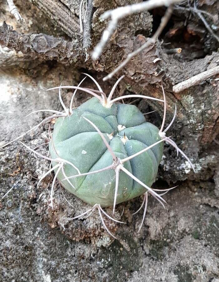 Gymnocalycium