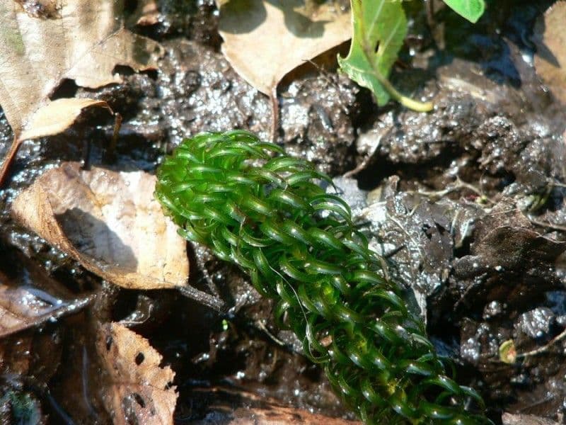 Elodea del Capo 23