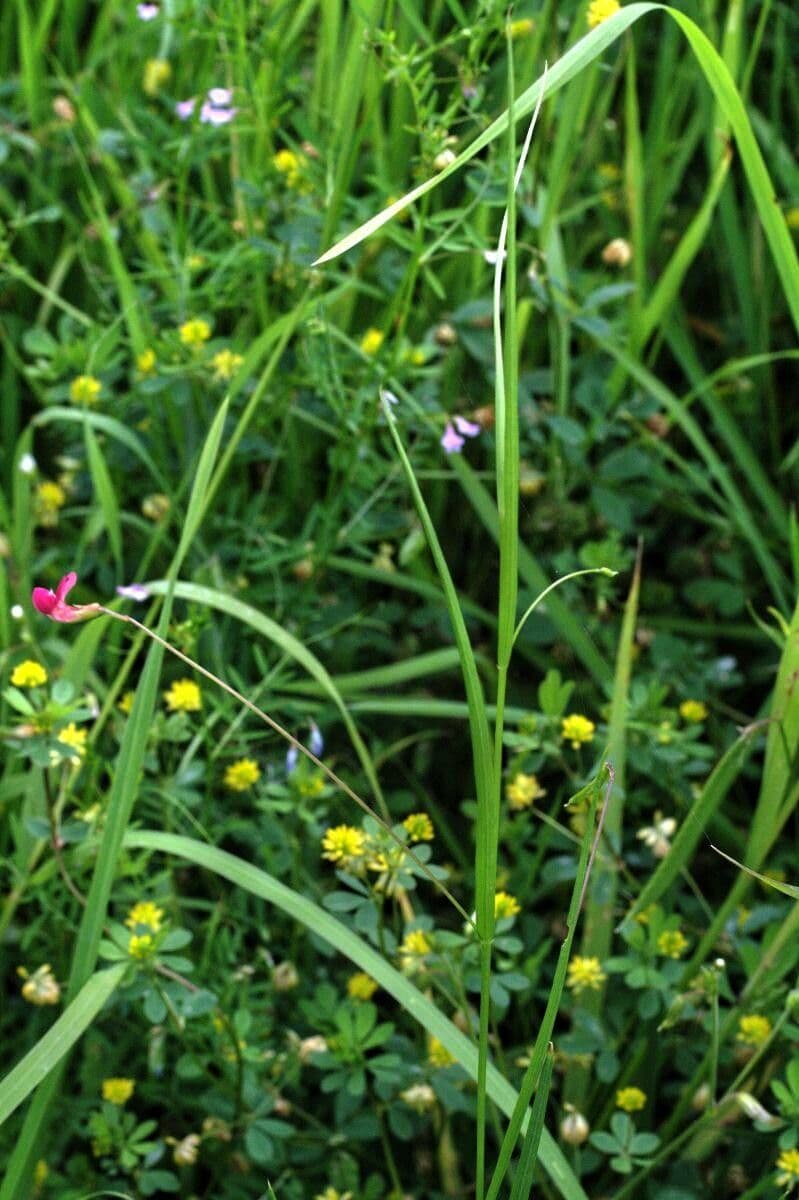 Gras-Platterbse 13
