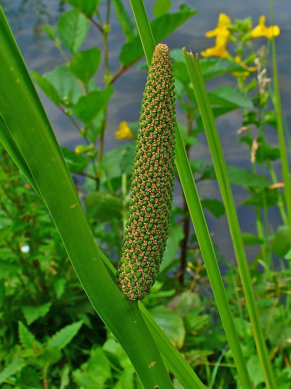 Calamo aromatico 9