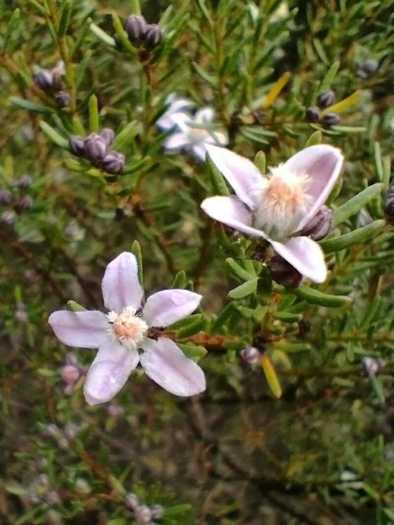 Philotheca 2