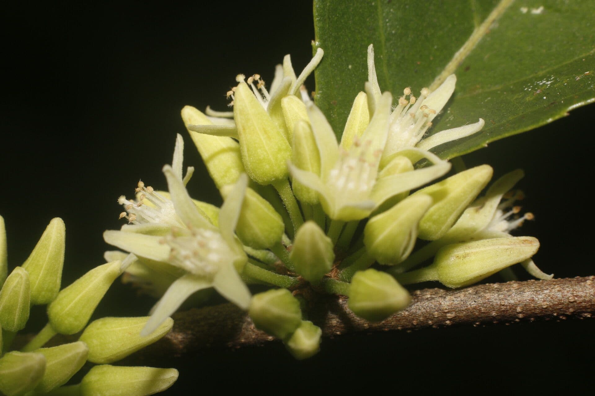 Casearia 9