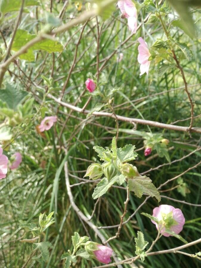 Anisodontea 14