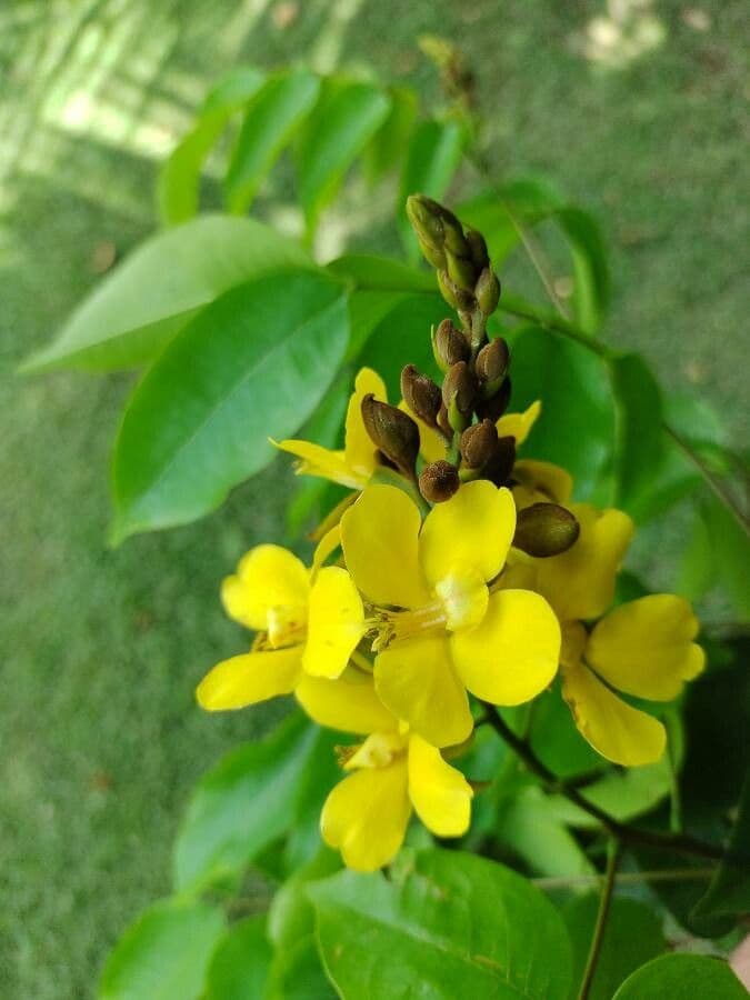 Cenostigma 4