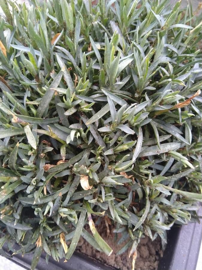 Garofano subacaule 13