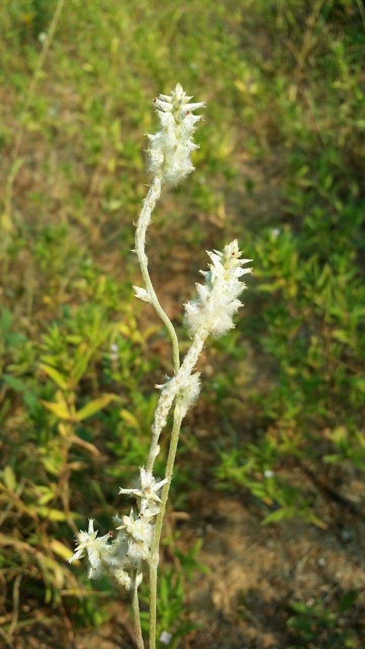 Froelichia gracilis 5