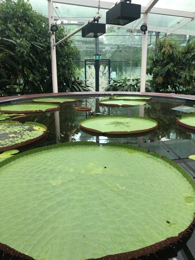 Riesen-Seerose 11