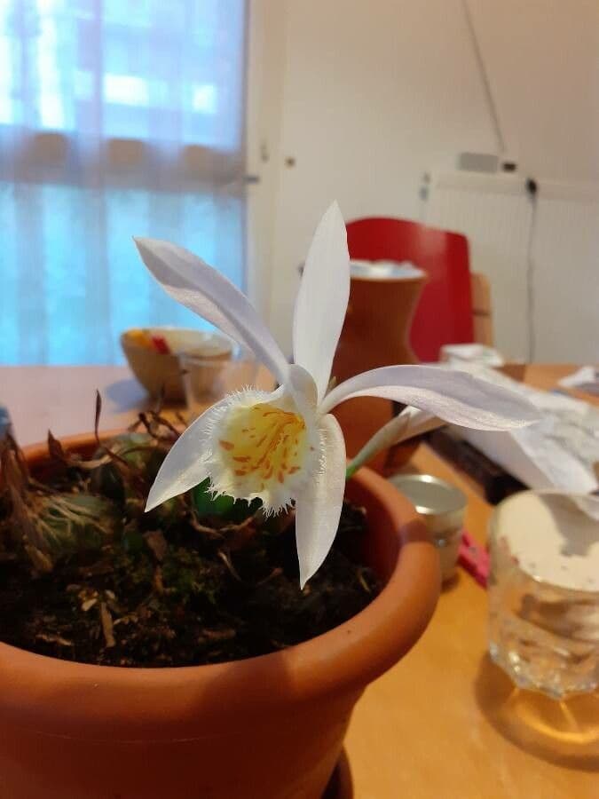 Pleione 5