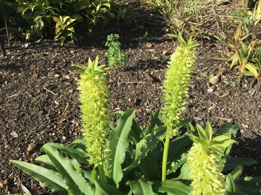 Eucomis zambijski