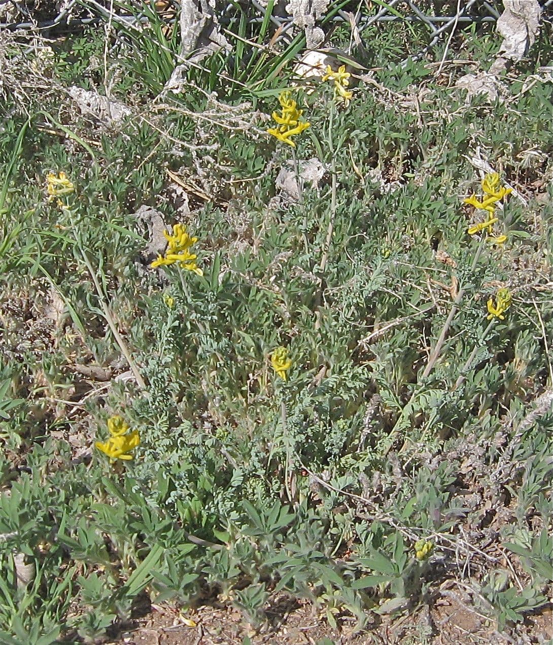 Corydalis dorada 6
