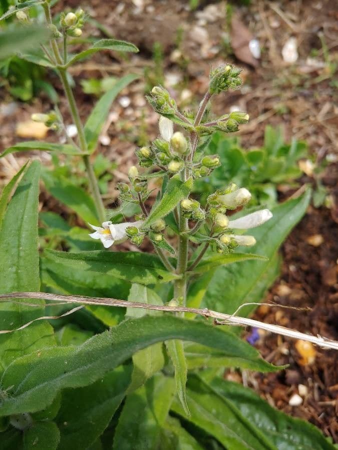 Penstemon pallidus