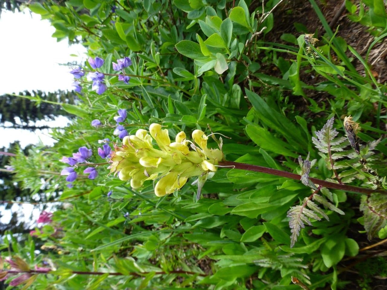 Pedicularis bracteosa 11