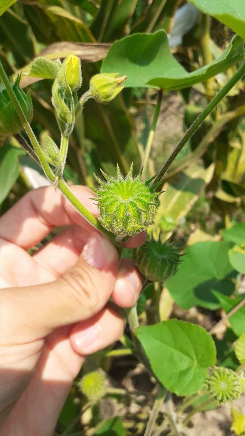 Abutilon di Teofrasto 26