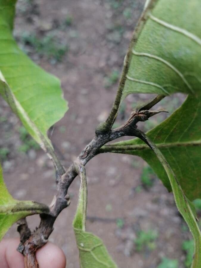 Curatella americana 16