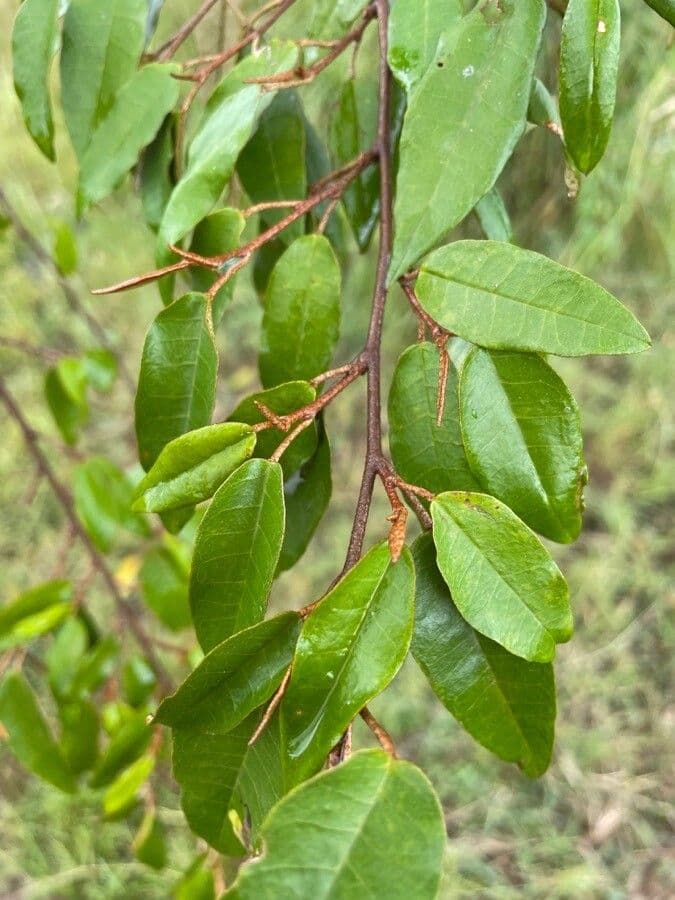 Croton dicogamo 15