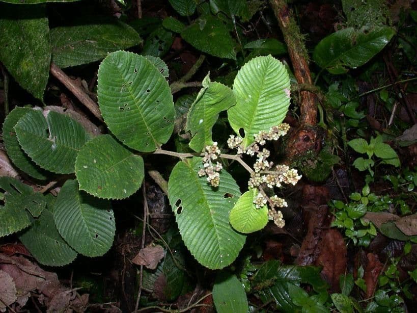 Tetracera 7