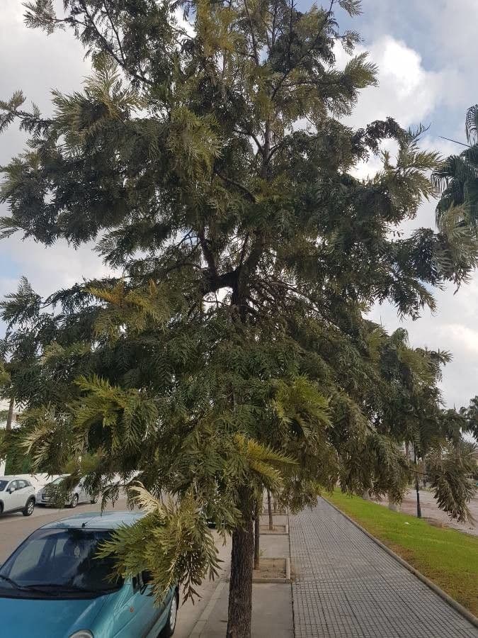 Sylvoak robuste 12