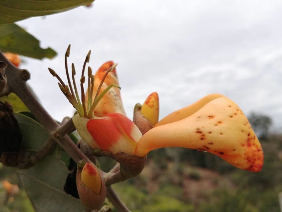 Erythrina bruna 9