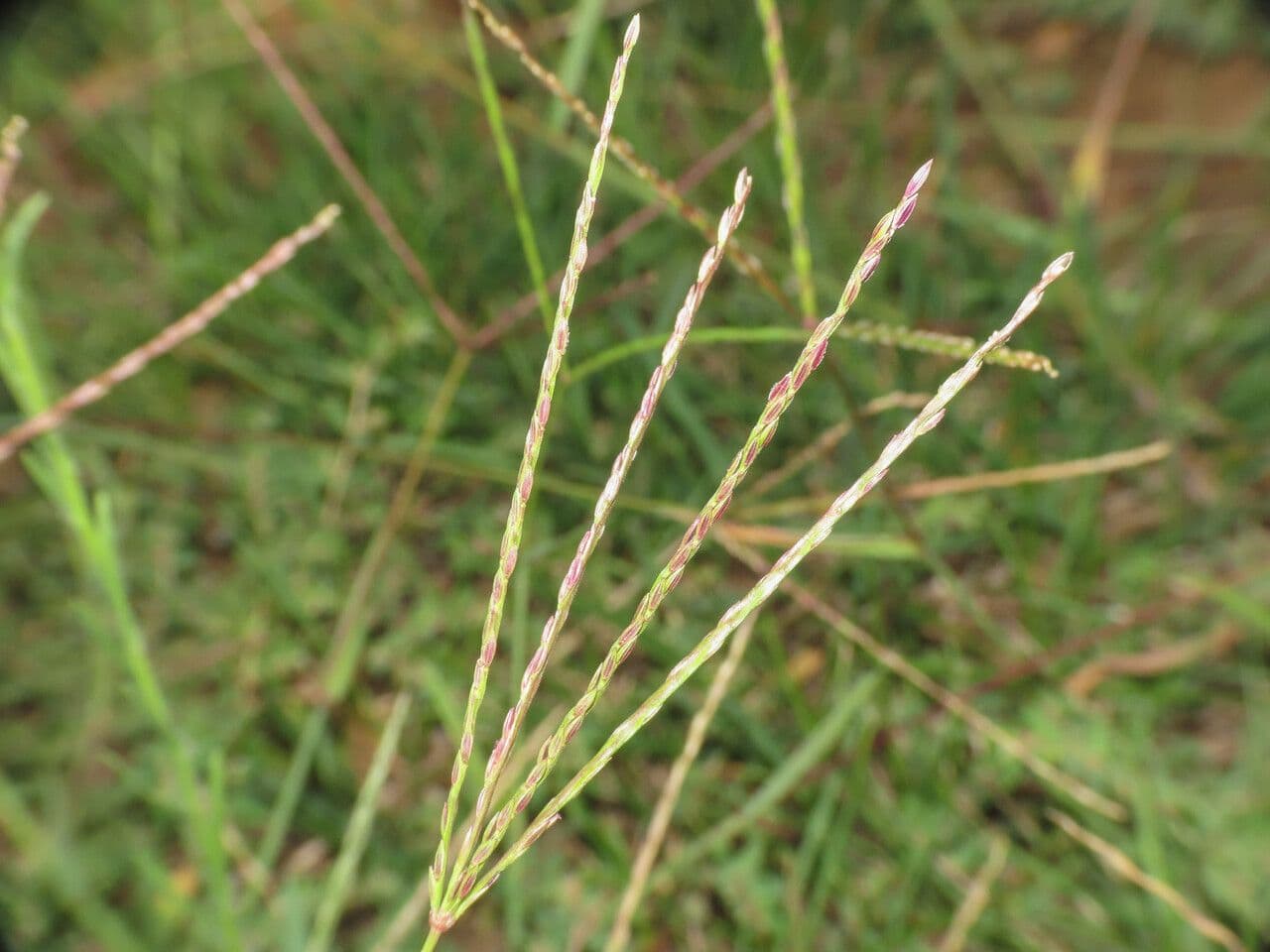 Sanguinella
