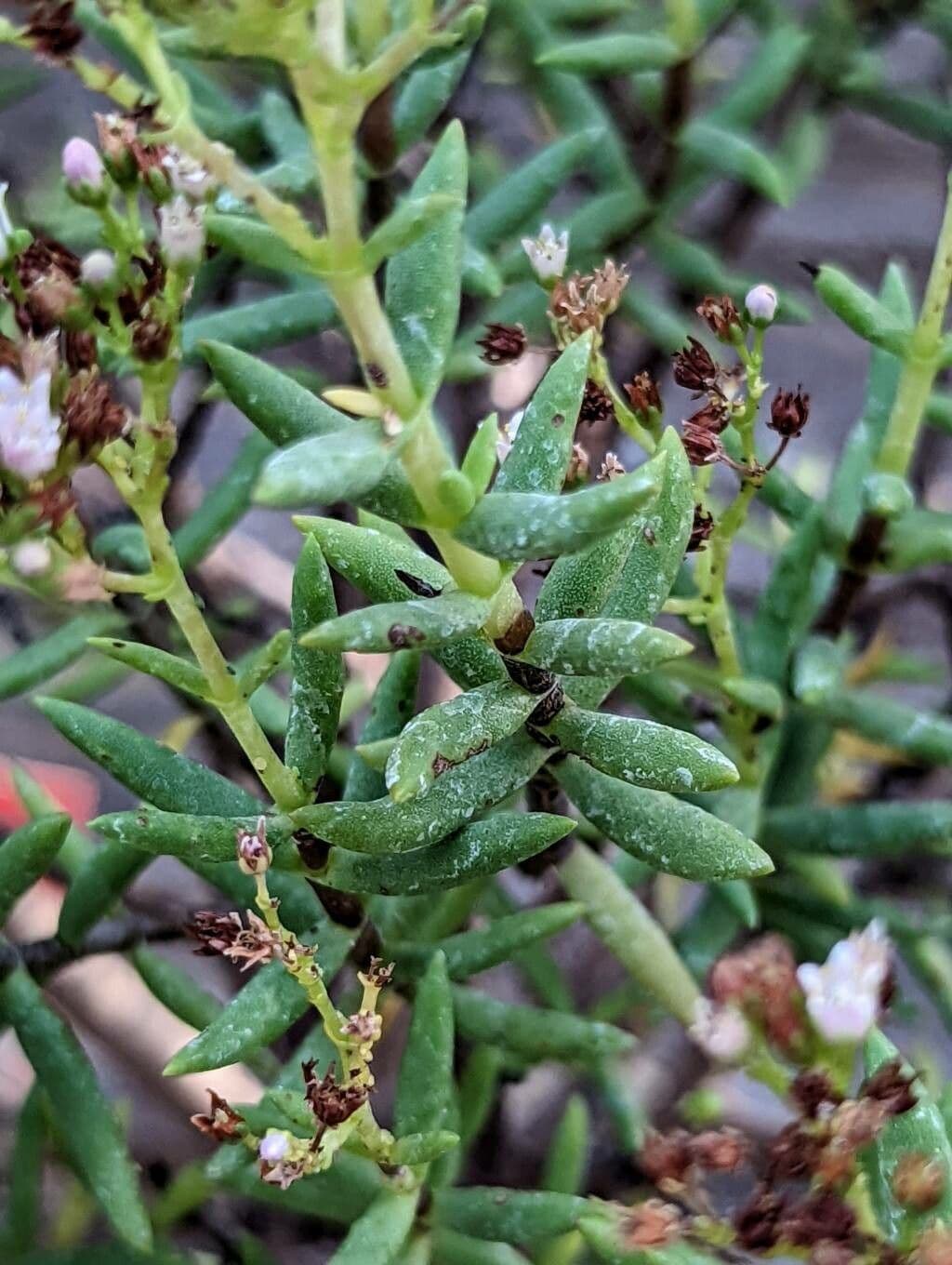 Crassula 11