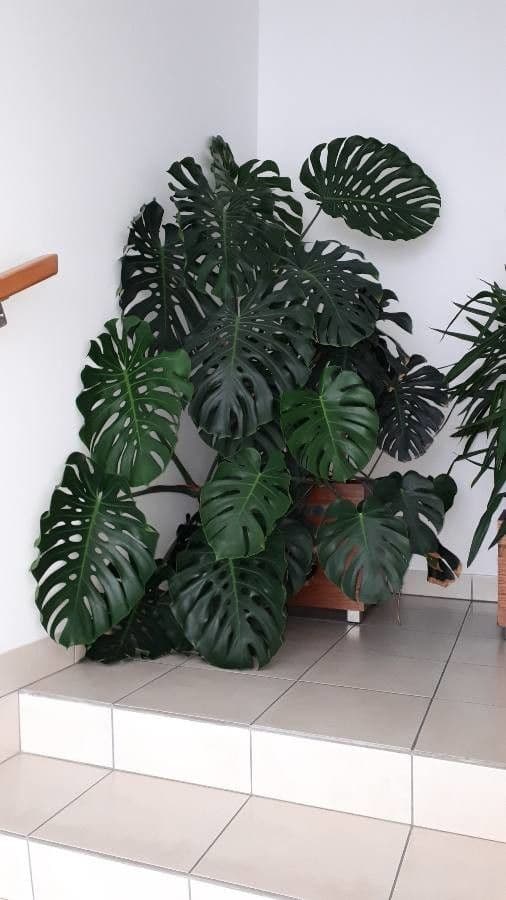 Monstera lahodná 15
