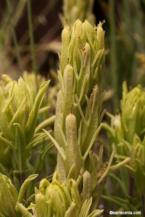 Castilleja cusickii 7