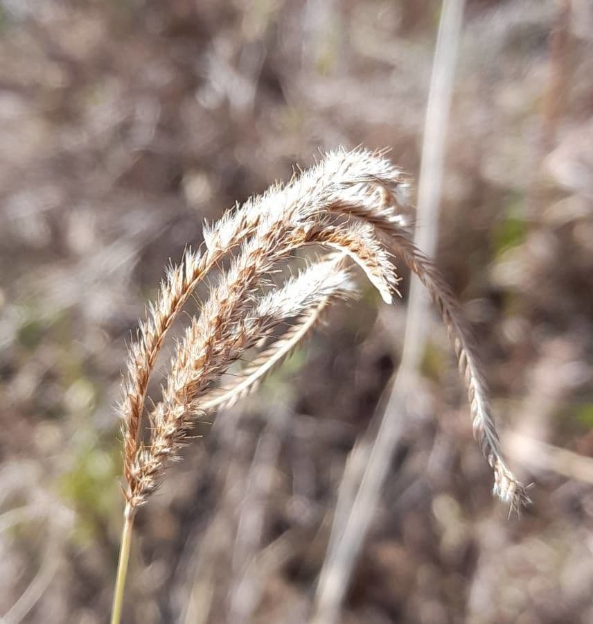 Stapfochloa ciliata 2