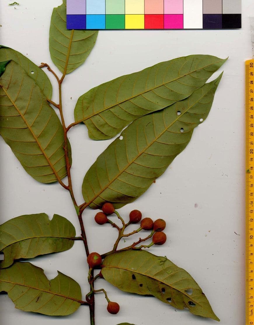 Virola sebifera 27