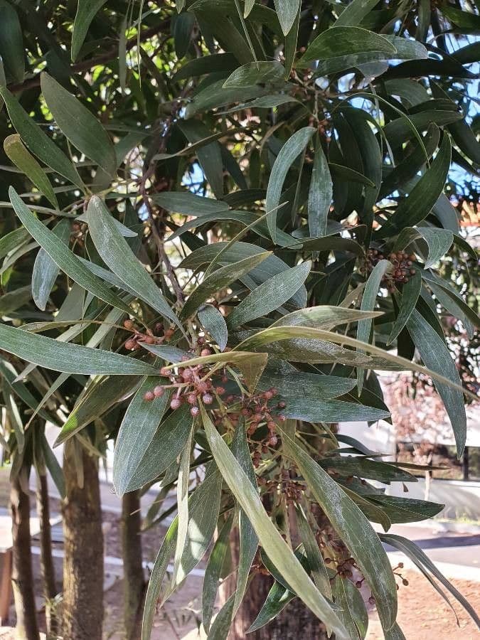 Acacia nera