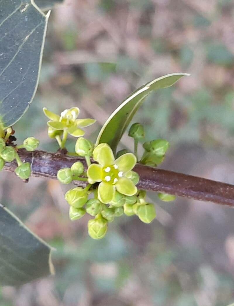 Maytenus 10