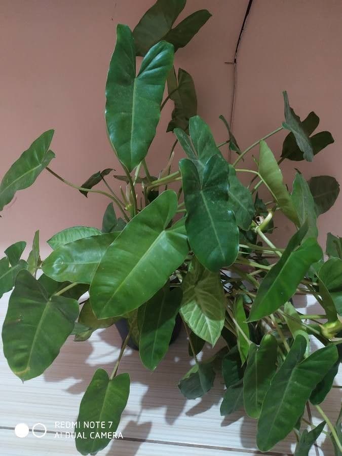 Philodendron 6