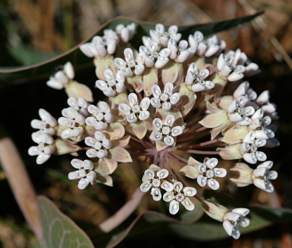 Asclepias