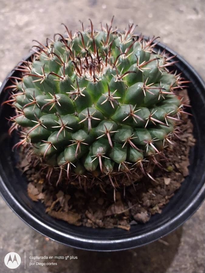 Mammillaria uncinata 5
