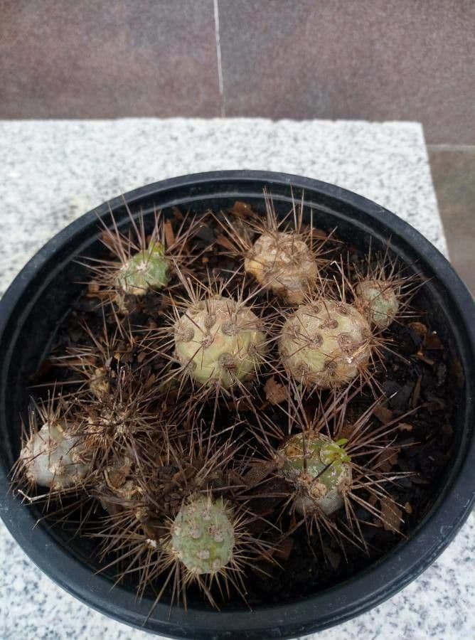 Maihueniopsis 7