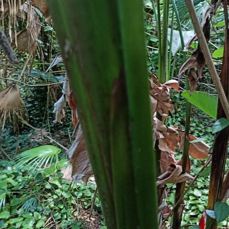 Heliconia eretta 22