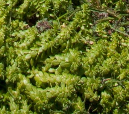 Valantia muralis 19