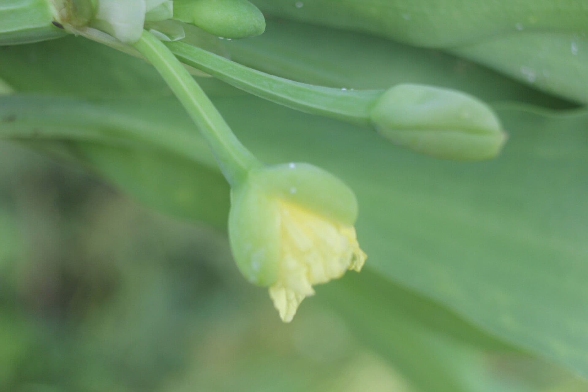 Limnocharis 6